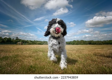 Black and White Cockapoo walking towards the camera in a field with her tongue out