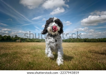 Black and White Cockapoo walking towards the camera in a field with her tongue out