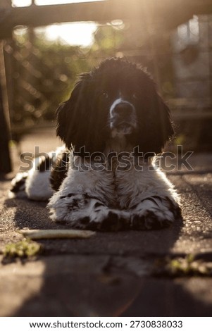 A black and white Cocker Spaniel named Hasher was lying in a sunny meadow. He spread his paws on the grass, his eyes sparkled with joy, and his nose caught every sunbeam. The warm wind whispered in ears, and it seemed as if the world around him had stopped waiting for a moment of happiness. Hasher was whining softly, as if he were laughing, and his tongue was sticking out in a smile. Bees were fluttering over the flowers, and the birds were singing the song of the day to him. He took a deep breath of the scent of summer and thought that it was wonderful to live when you were such a happy dog. The sleepy light hides behind the distant bushes, but Hasher is still lying, enjoying every moment.