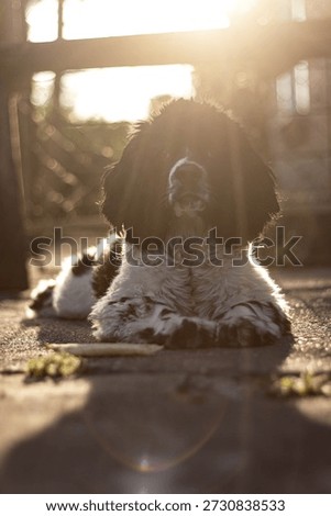 A black and white Cocker Spaniel named Hasher was lying in a sunny meadow. He spread his paws on the grass, his eyes sparkled with joy, and his nose caught every sunbeam. The warm wind whispered in ears, and it seemed as if the world around him had stopped waiting for a moment of happiness. Hasher was whining softly, as if he were laughing, and his tongue was sticking out in a smile. Bees were fluttering over the flowers, and the birds were singing the song of the day to him. He took a deep breath of the scent of summer and thought that it was wonderful to live when you were such a happy dog. The sleepy light hides behind the distant bushes, but Hasher is still lying, enjoying every moment.