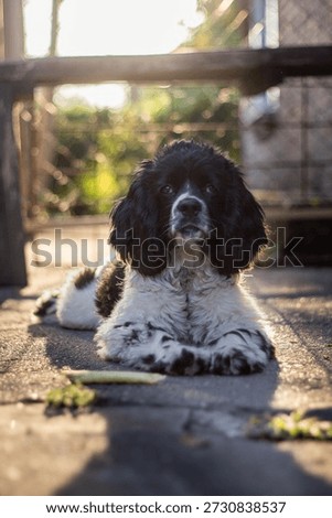 A black and white Cocker Spaniel named Hasher was lying in a sunny meadow. He spread his paws on the grass, his eyes sparkled with joy, and his nose caught every sunbeam. The warm wind whispered in ears, and it seemed as if the world around him had stopped waiting for a moment of happiness. Hasher was whining softly, as if he were laughing, and his tongue was sticking out in a smile. Bees were fluttering over the flowers, and the birds were singing the song of the day to him. He took a deep breath of the scent of summer and thought that it was wonderful to live when you were such a happy dog. The sleepy light hides behind the distant bushes, but Hasher is still lying, enjoying every moment.