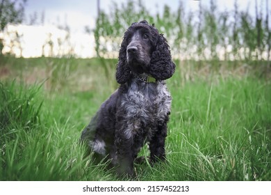 16,183 Black and white spaniel Images, Stock Photos & Vectors ...