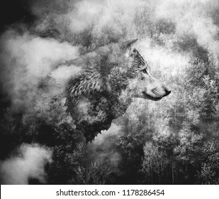 Black and White Collage: Wolf Head and the Misty Forest. Double Exposition.