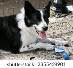 A black and white collie dog, intent on destroying a plastic water bottle