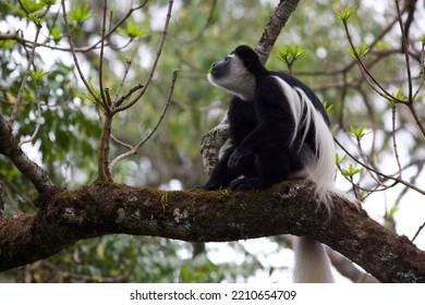 Black And White Colobus Monkey In The Wild.