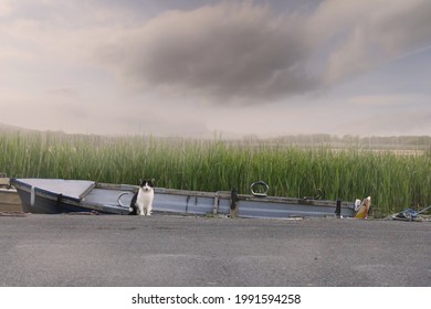 Black And White Color Cat Sitting By Boat On A Lake. Wild Nature, Beautiful Animal. Cloudy Sky And Fog In The Background