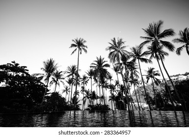 Black And White Color Of Coconut Tree On The Beach At Samui Island