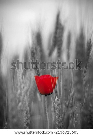 Similar – Poppy flower in a cereal field