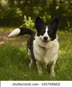 Black And White Corgi Mix Panting