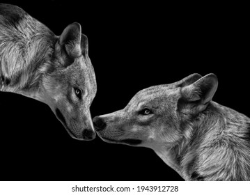 669 Black wolf couple Images, Stock Photos & Vectors | Shutterstock