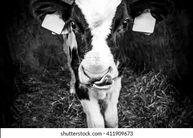 Black And White Cow Close Up Portrait In Rural Dairy Farm, Black And White Image
