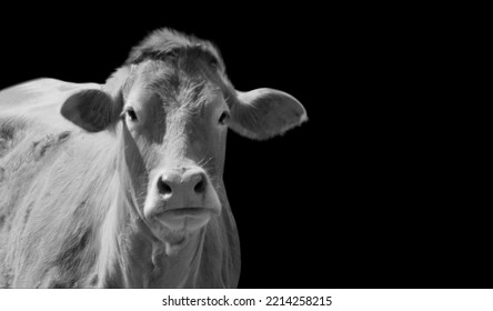 Black And White Cow Closeup Face