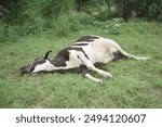 Black and white cow dead, A dead rotting cow lies in a meadow, cow with recently dead without eyes with visible skull, dead cow closeup, Chakwal, Punjab, Pakistan