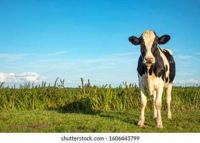 A black and white cow in the field under a blue sky and a distant straight horizon.