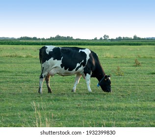 
A black and white cow grazing in a meadow