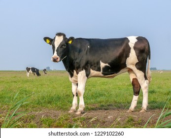 Black And White Cow, Heifer, Small Udders, Holstein, In The Netherlands Standing On Green Grass In A Meadow, Pasture, At The Background A Few Cows, Yellow Ear Tags And A Blue Sky.