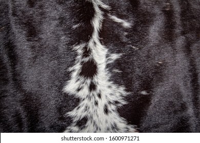 Black & White Cow Hide