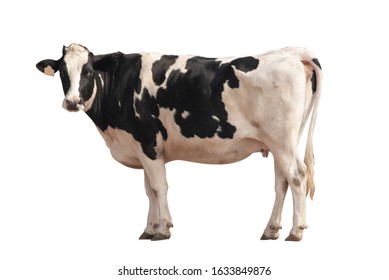 Black And White Cow Image  Isolated On The White Background.