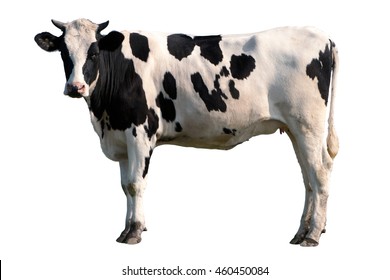 Black and white cow isolated