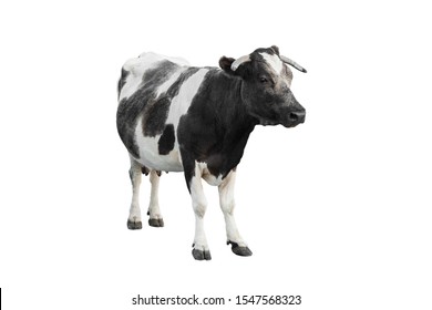  Black - White Cow Isolated On A White Background.