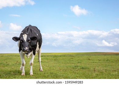 A black and white cow, looking angry distrustful, in a green  pasture under a blue cloudy sky and a distant straight horizon behind.