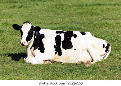 Cow Down
