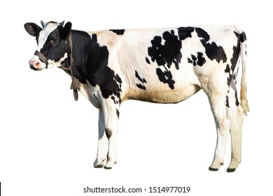Black And White Cow On A White Background On A Farm, Farm Animal