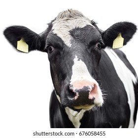 32,664 Cow eye Stock Photos, Images & Photography | Shutterstock