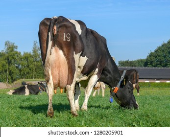 Black and white cow seen from behind, number 19 on the butt, teat with yellow disinfection, full udders and a collar.