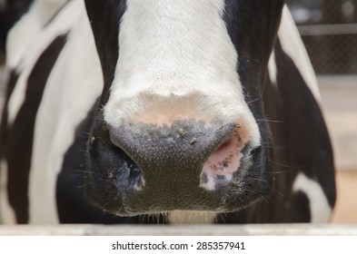 Black And White Cow Snout Close Up With Small Flies