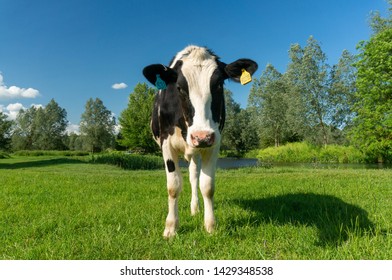 A black and white cow stands alone in a green field