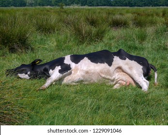 Reclining Cow High Res Stock Images Shutterstock