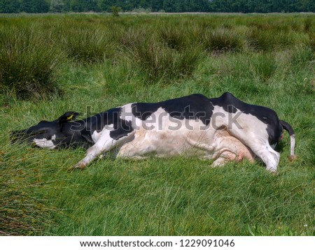 Black and white cow, stretched out, lazy lying, lying for dead in the middle of a green meadow with tall grass in the Netherlands.