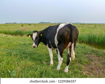 Black and white cow, turning her head to look, tiny udders, breed of cattle holstein, in the Netherlands standing in a green meadow next to a creek.