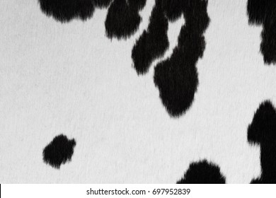 Black And White Cowhide Background Or Texture