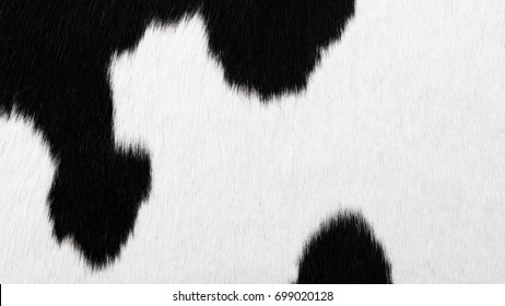 Black And White Cowhide Background Or Texture