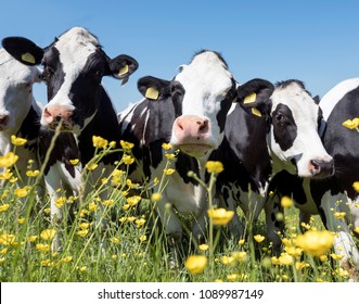 black and white cows come close to yellow spring flowers in dutch green grassy meadowunder blue sky on sunny day in the netherlands