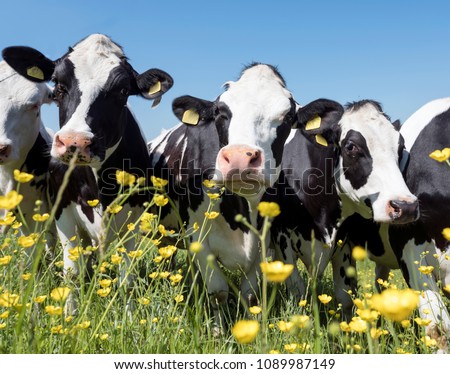 black and white cows come close to yellow spring flowers in dutch green grassy meadowunder blue sky on sunny day in the netherlands