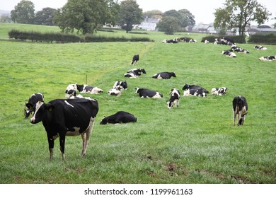 Black White Cows Countryside Farm Northern Foto Stock Shutterstock