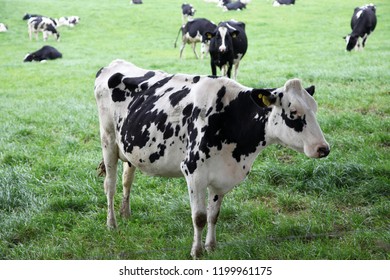 Black White Cows Countryside Farm Northern Stock Photo Shutterstock