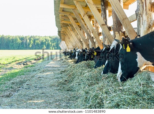 牛小屋の白黒の牛が干し草を食べている 農業 牧草地で干し草を食べる牛の群れ 牛の搾乳は ルーサン干し草を食べる の写真素材 今すぐ編集