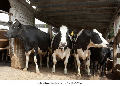 Black And White Cows At The Dairy Farm