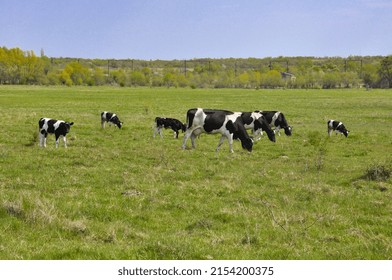 Black and white cows in a grassy field on a bright and sunny day