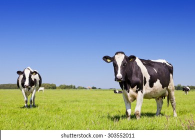 Black and white cows in a grassy field on a bright and sunny day in The Netherlands.
