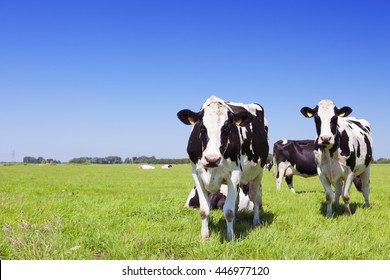 Black and white cows in a grassy field on a bright and sunny day in The Netherlands.