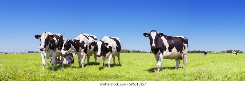 Черные и белые коровы в травянистом поле в яркий и солнечный день в Нидерландах.
