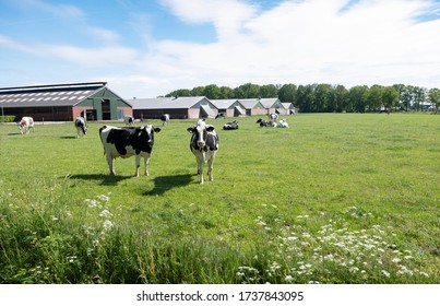 black and white cows in green meadow near modern farm in the netherlands