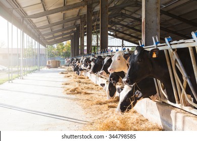 Black and white cows in large cowshed eating hay