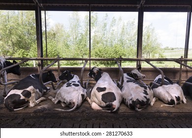 black and white cows lie in open stable with green background