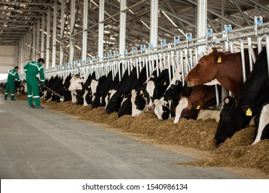 Black White Cows In The Milk Factory